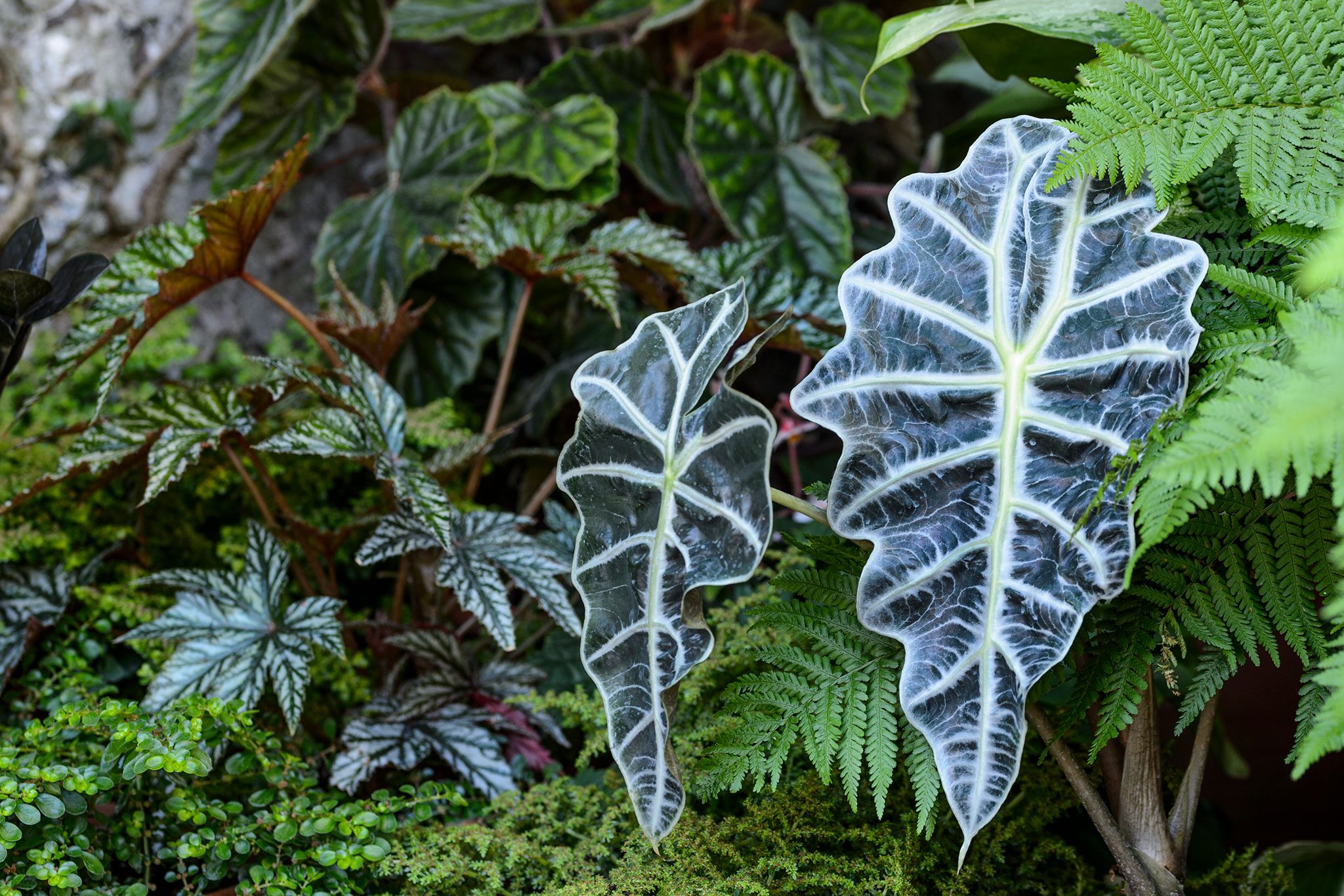 Alocasia species