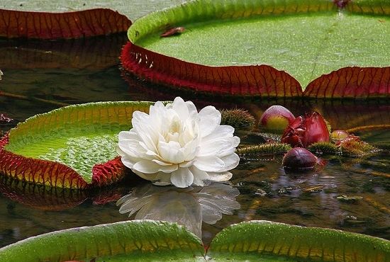 Victoria amazonica