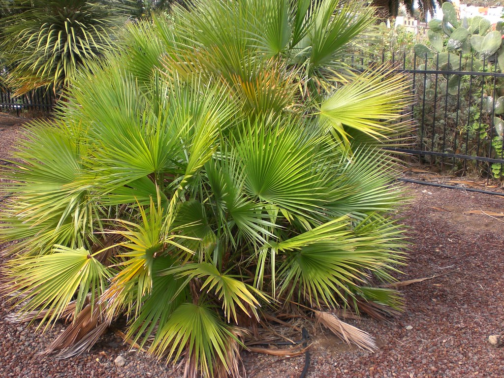 Acoelorraphe wrightii