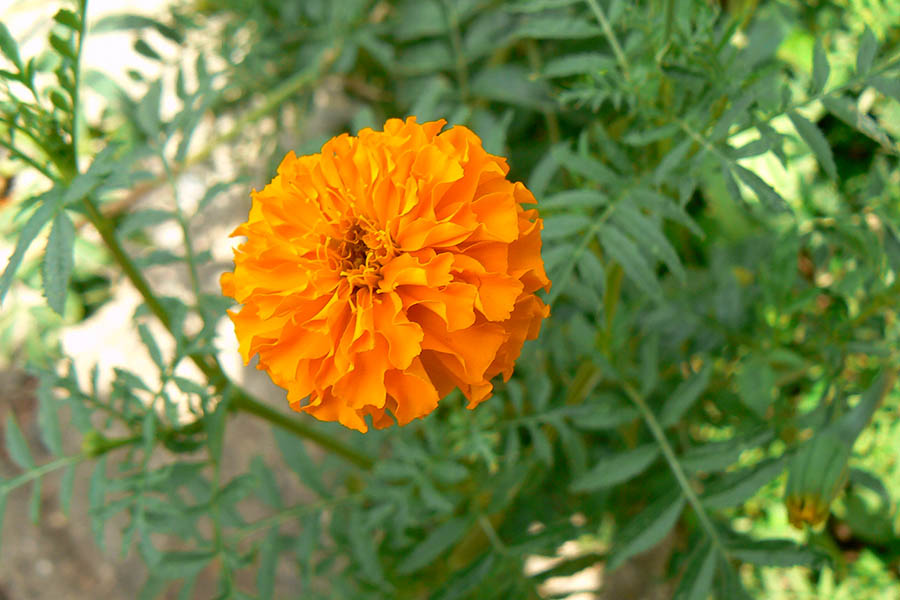Tagetes erecta orange