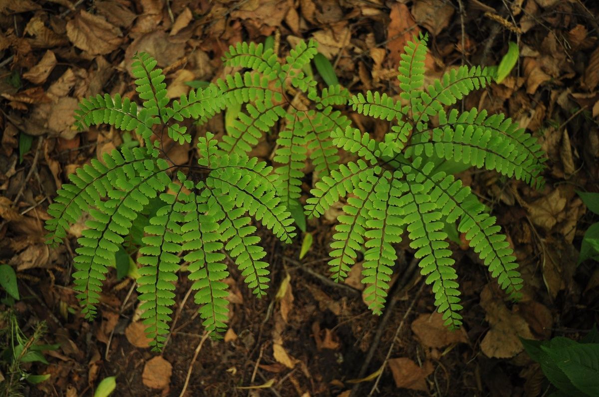 Adiantum species