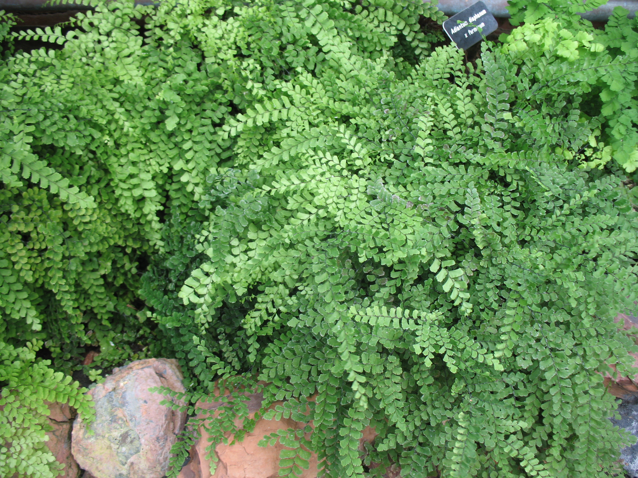 Adiantum species compacta