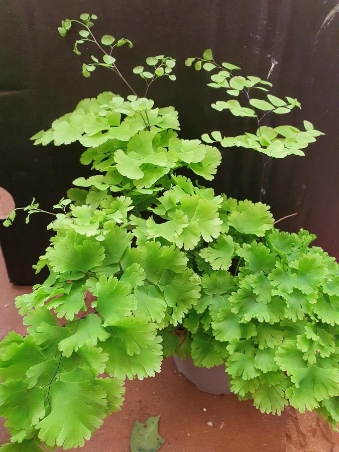 Adiantum tenerum 'hanging pride'