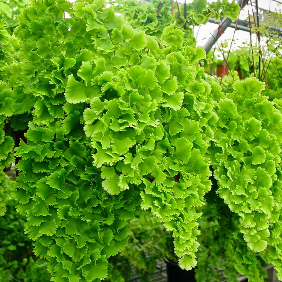 Adiantum tenerum new