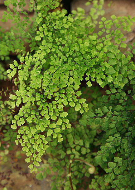 Adiantum tenerum wrightii