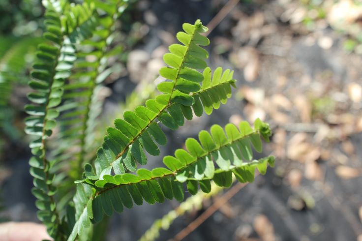 Nephrolepis acuminata crestata, N. acuminata petticoat