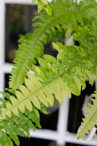 Nephrolepis biserrata aurea