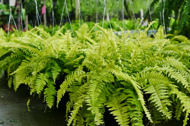 Nephrolepis exaltata aurea