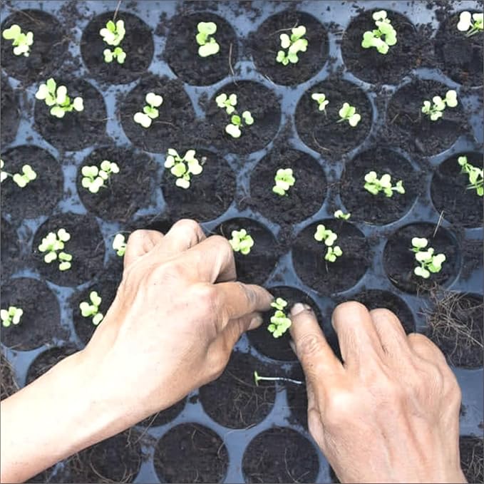 104-Cavity Seedling Trays – Pack of 5 thumbnail