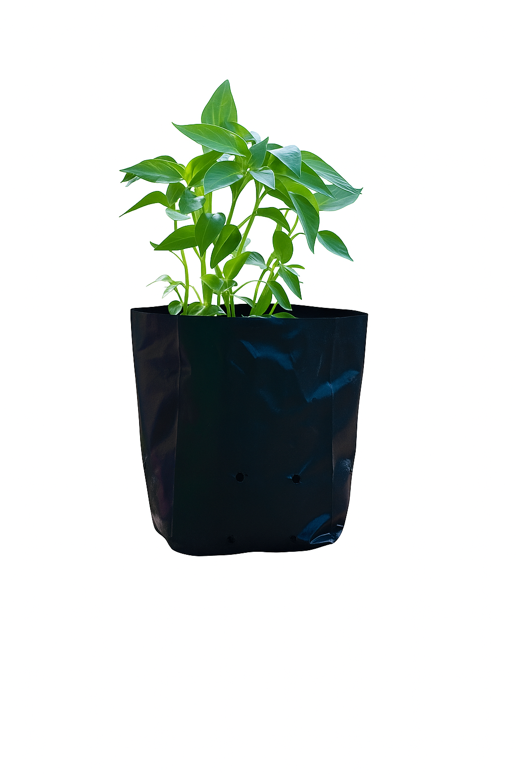 12 x 12 Inch Black Grow Bags – Pack of 30